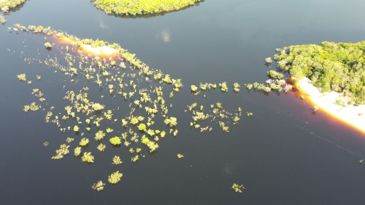 Flooded forest in the black waters of the Rio Negro